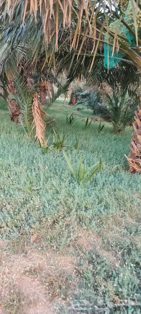 مزرعه للبيع 1