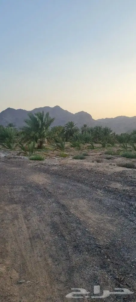 مزرعه للبيع 19