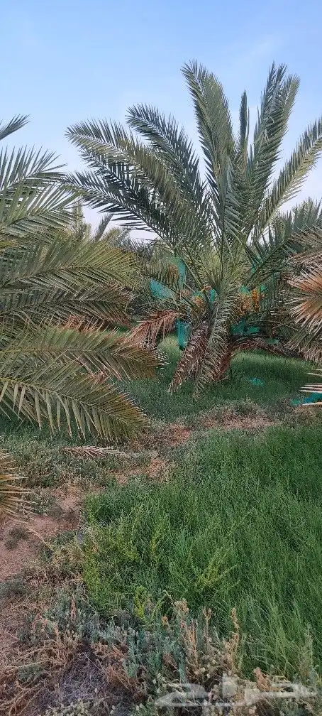 مزرعه للبيع 5