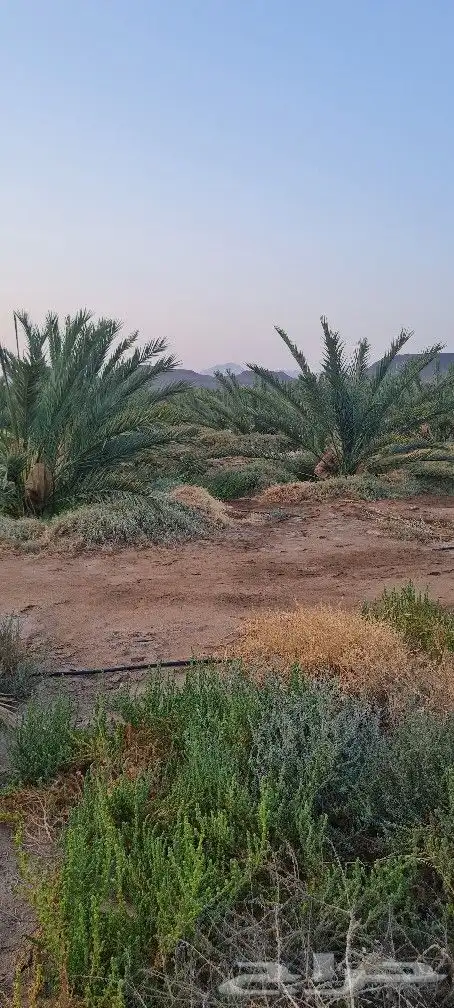 مزرعه للبيع 3