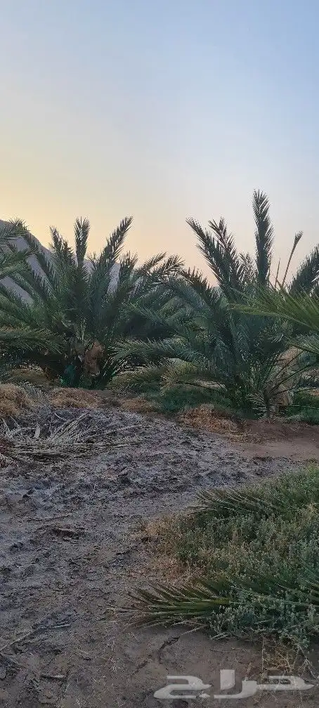 مزرعه للبيع 13