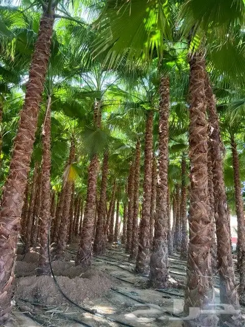 نخل واشنطني وعربي واشجار زيتون واشجار سدر للبيع. 7