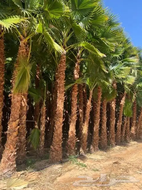 نخل واشنطني وعربي واشجار زيتون واشجار سدر للبيع. 8