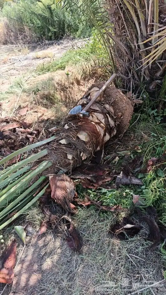 نخل للبيع مثمر حايل نخل مثمر  فروخ  جثايث  نقايل 5