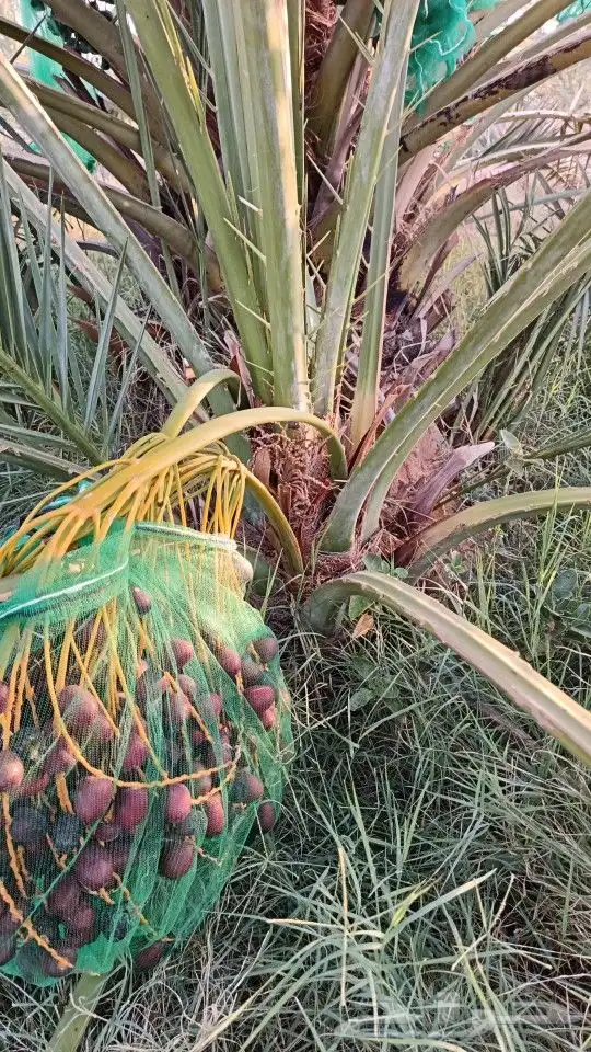 نخل للبيع مثمر حايل نخل مثمر  فروخ  جثايث  نقايل 6