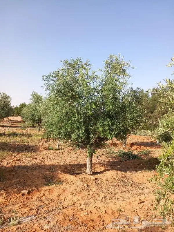 نخل واشنطني وعربي واشجار زيتون واشجار سدر للبيع. 5