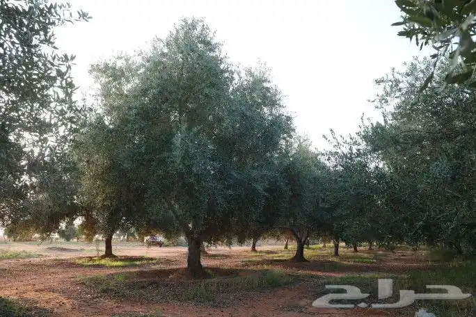نخل واشنطني وعربي واشجار زيتون واشجار سدر للبيع. 2