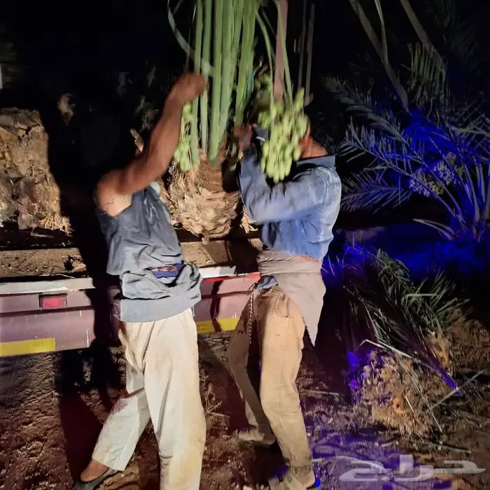 يوجد لدينا جميع انواع النخيل المثمر 1