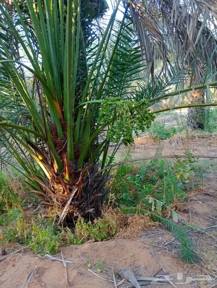 نخل وجثايث القصيم سعرمعقوال ونخل مثمر 1