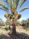 نخل مثمر للبيع 0
