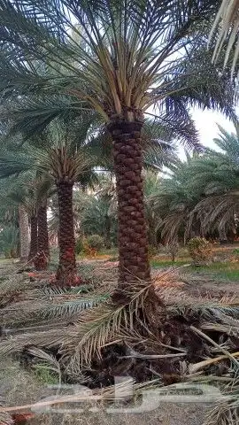 يوجد لدينا أنواع الشجرة والزيتون النخيل عربي وشنطني وجميع 1