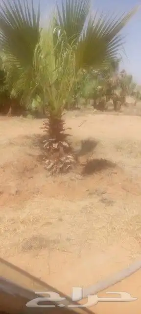 لجميع أعمال النخيل والواشنطني 8