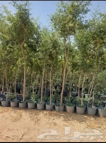يوجد لدينا أنواع الشجرة والزيتون النخيل عربي وشنطني وجميع 9