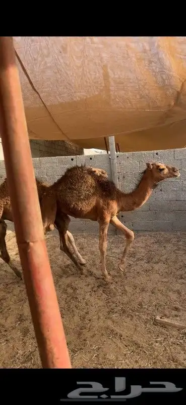 قعدان مقفله 1