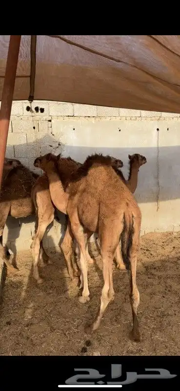 قعدان مقفله 0