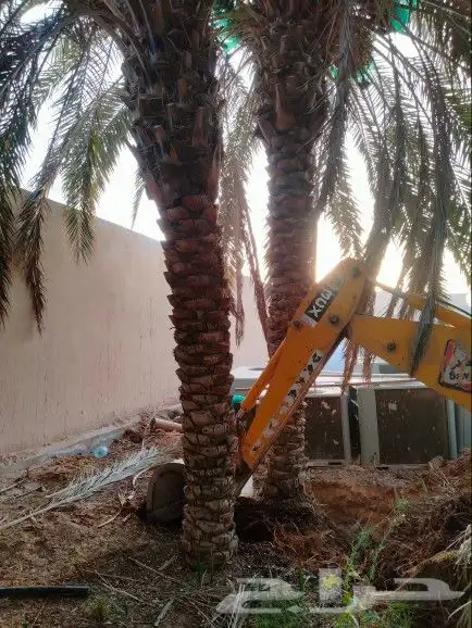 نقوم بشغال انواع النخيل قلع وتوريد وغرس عربي وشنطني في جميع 0