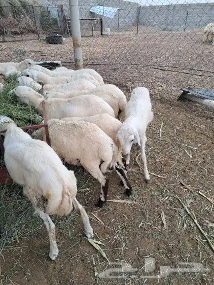 خرفان ذبايح بلدي بأسعار مناسبة 1