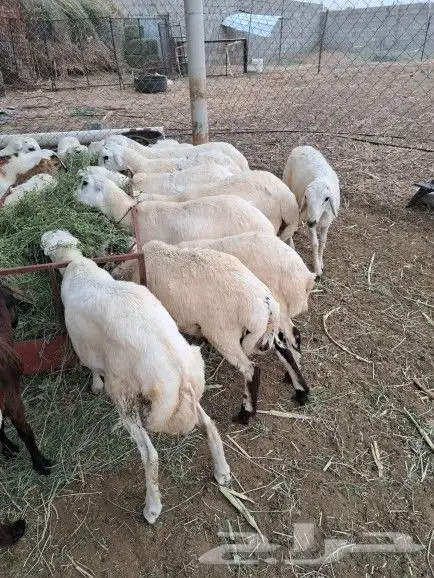 خرفان ذبايح بلدي بأسعار مناسبة 2