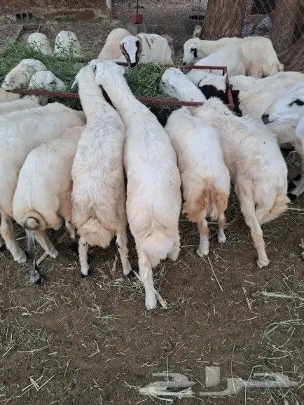 خرفان ذبايح بلدي بأسعار مناسبة 3