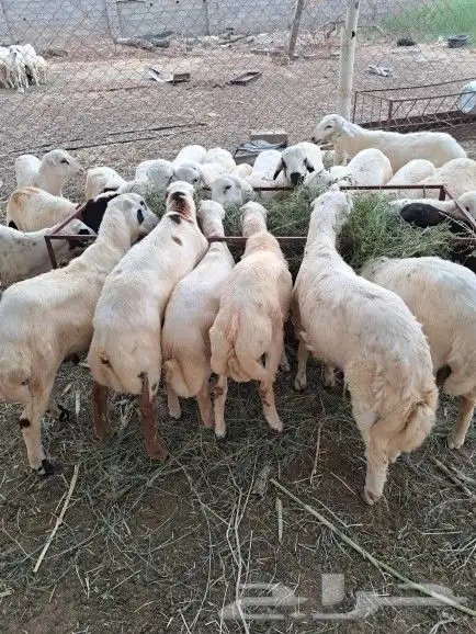 خرفان ذبايح بلدي بأسعار مناسبة 0