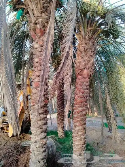 نقوم بشغال انواع النخيل قلع وتوريد وغرس عربي وشنطني في جميع 1
