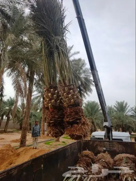 نقوم بشغال انواع النخيل قلع وتوريد وغرس عربي وشنطني في جميع 2