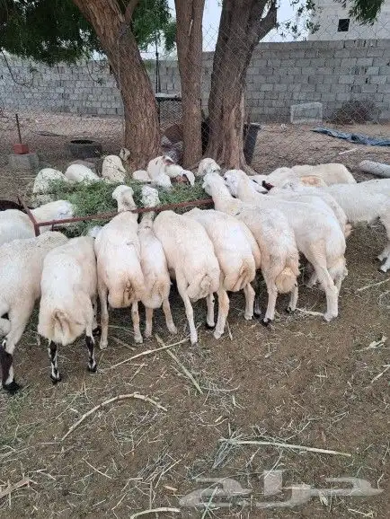 خرفان ذبايح بلدي بأسعار مناسبة 4