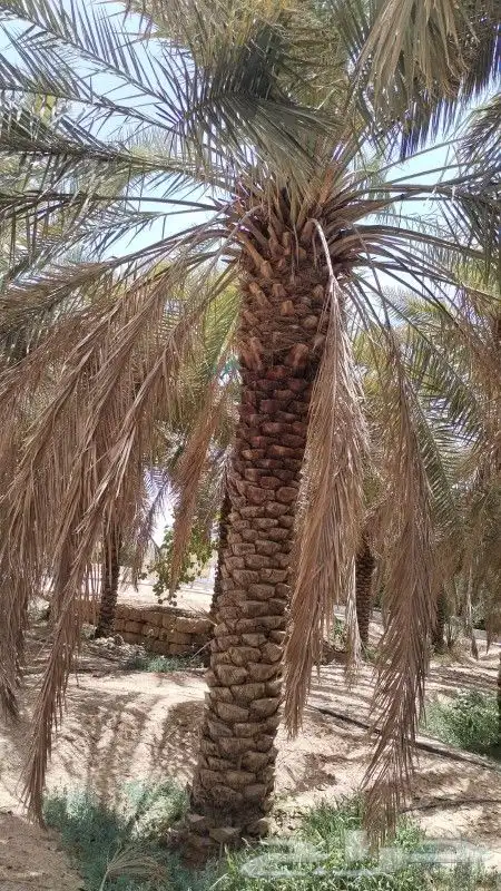 نقوم بشغال انواع النخيل قلع وتوريد وغرس عربي وشنطني في جميع 8