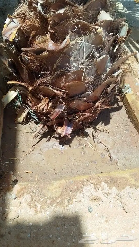 لجميع أعمال النخيل والواشنطني 0