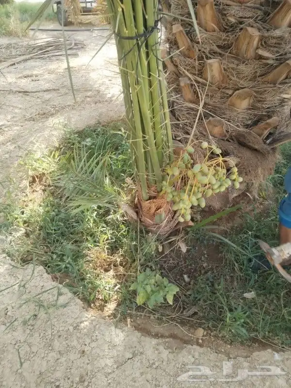 نخيل مثمر 1