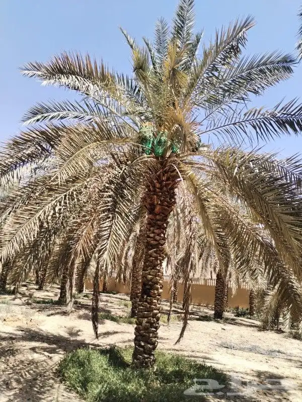 نقوم بشغال انواع النخيل قلع وتوريد وغرس عربي وشنطني في جميع 7