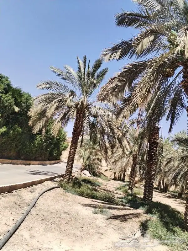 نقوم بشغال انواع النخيل قلع وتوريد وغرس عربي وشنطني في جميع 6
