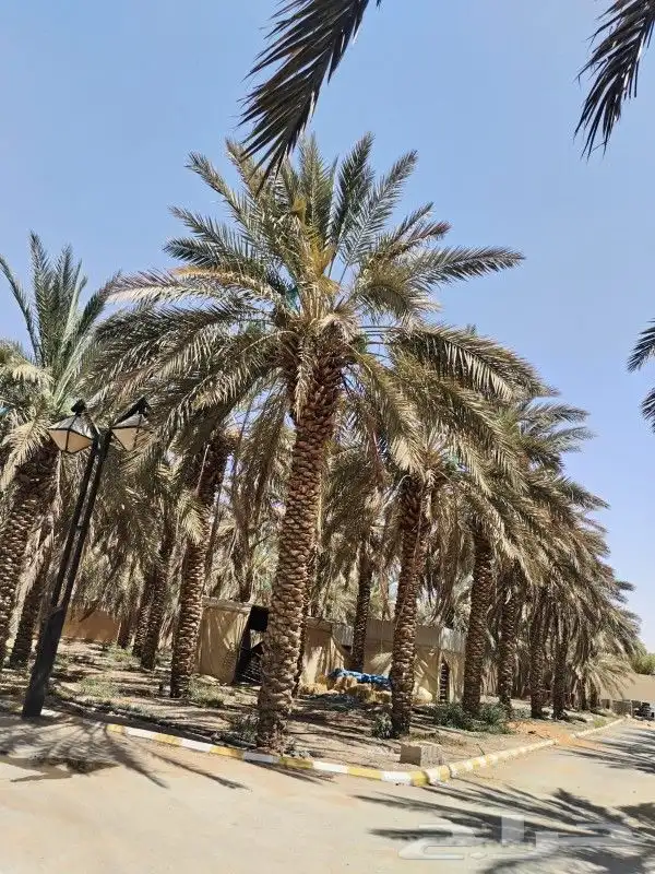 نقوم بشغال انواع النخيل قلع وتوريد وغرس عربي وشنطني في جميع 5