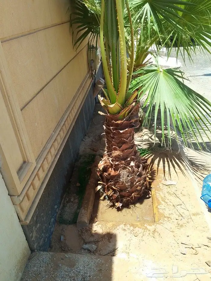 لجميع أعمال النخيل والواشنطني 2