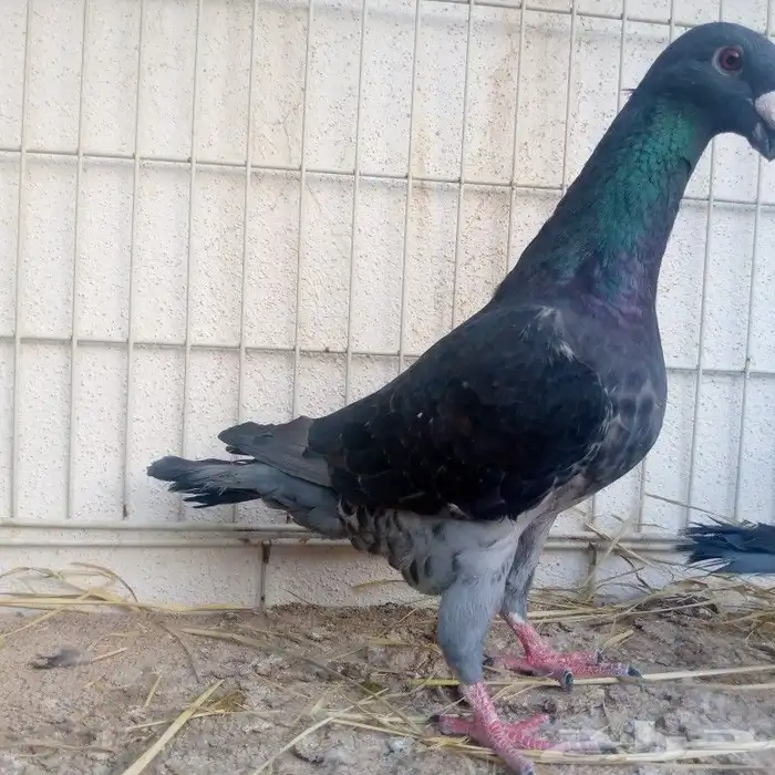 زوجين هومر تم البيع 3