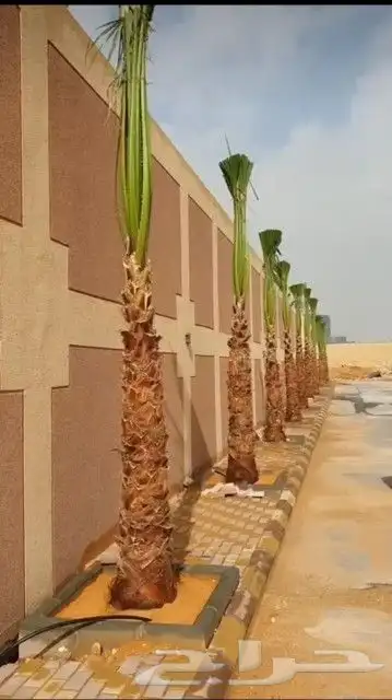 يوجد لدينا جميع أنواع النخيل الوشنطني والعربي 3