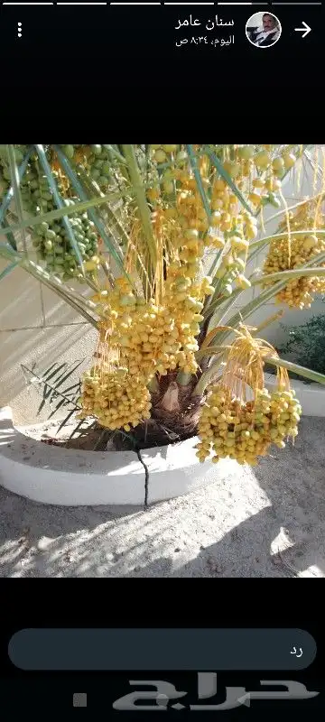 عمال نخل 5