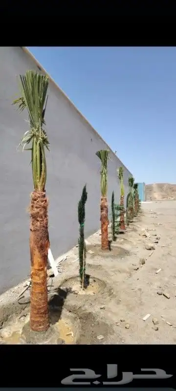 وشنطني لبيع 0