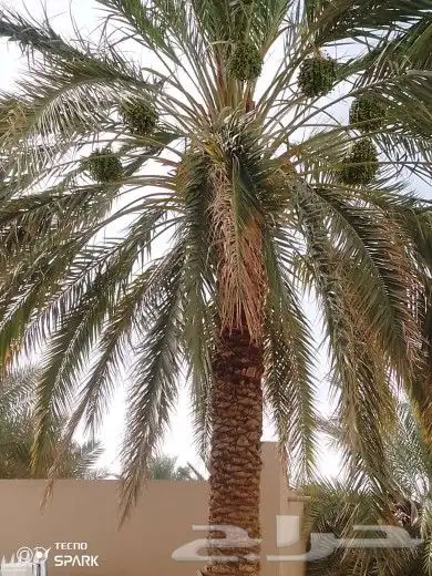 عمال نخل 8