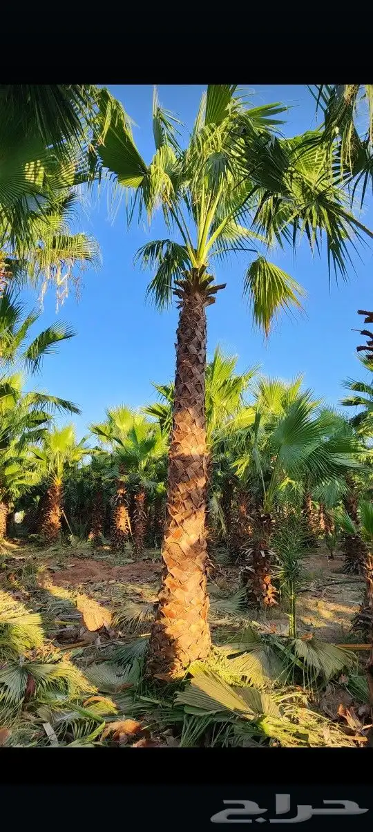 يوجد لدينا جميع أنواع النخيل الوشنطني والعربي 0