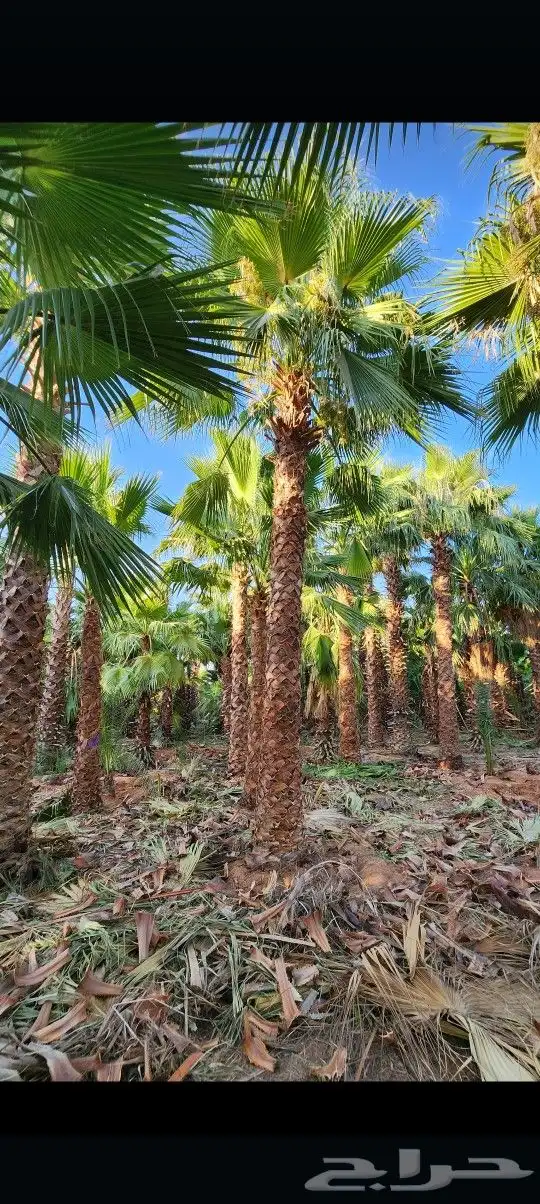 يوجد لدينا جميع أنواع النخيل الوشنطني والعربي 2
