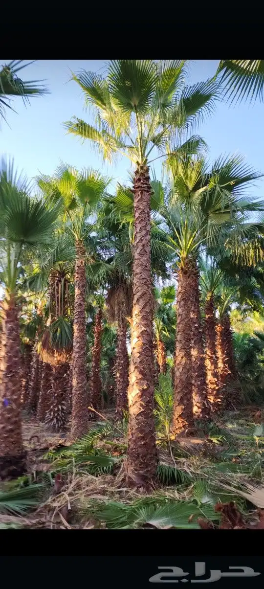 يوجد لدينا جميع أنواع النخيل الوشنطني والعربي 1