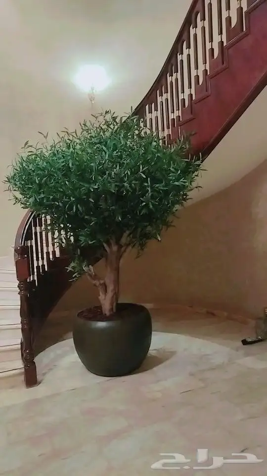 اشجار زيتون صناعي 0