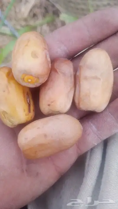 عمال نخل 2