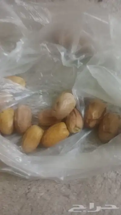 عمال نخل 0