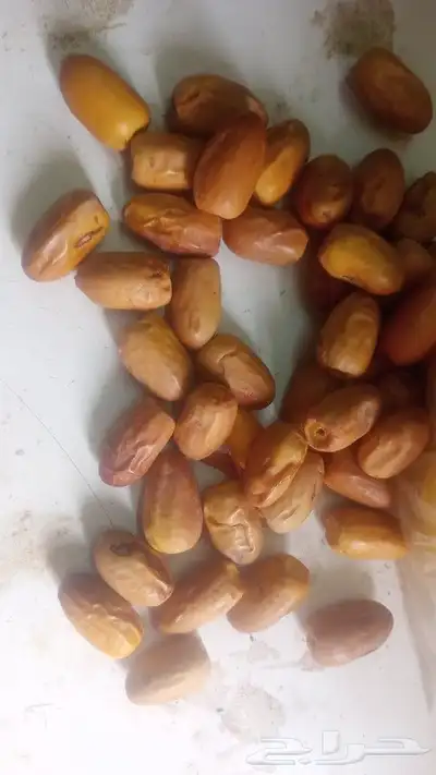 عمال نخل 1