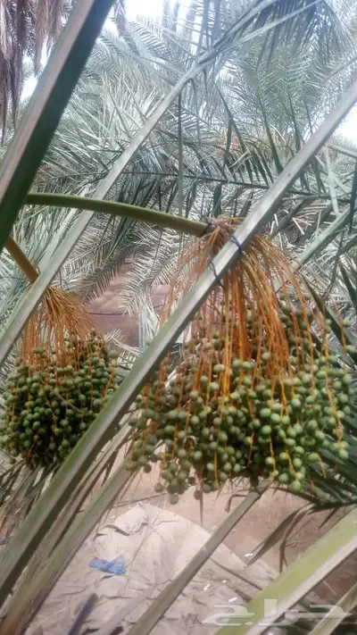 عمال نخل 6
