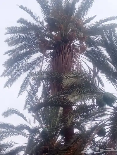 عمال نخل 4