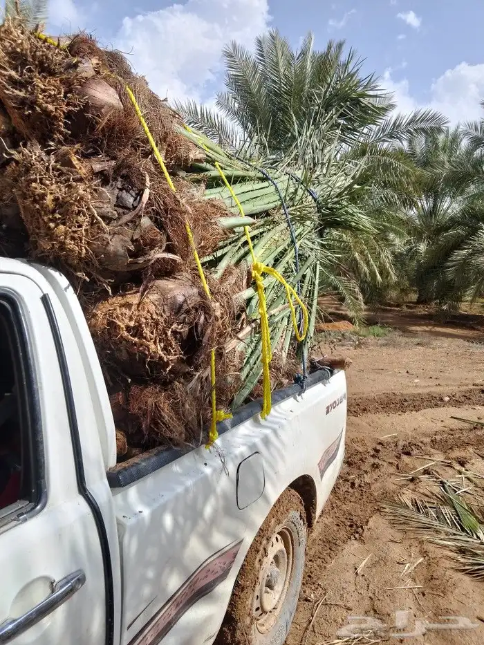 نخل نوايع للبيع مع التوصيل إلى جميع مناطق المملكة 3