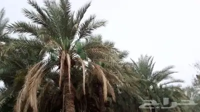 عمال نخل 7